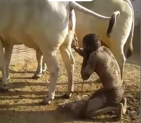 Desi Tarzan is Drinking cow urine