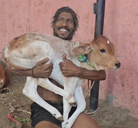 Desi Tarzan fun with cow calf