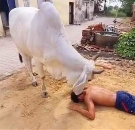He is time to time raise his voice for Cow to be national mother.