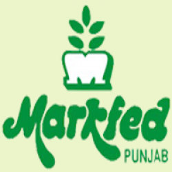 MARKFED Punjab Senior Assistant, AE, JE & More Posts Recruitment 2019