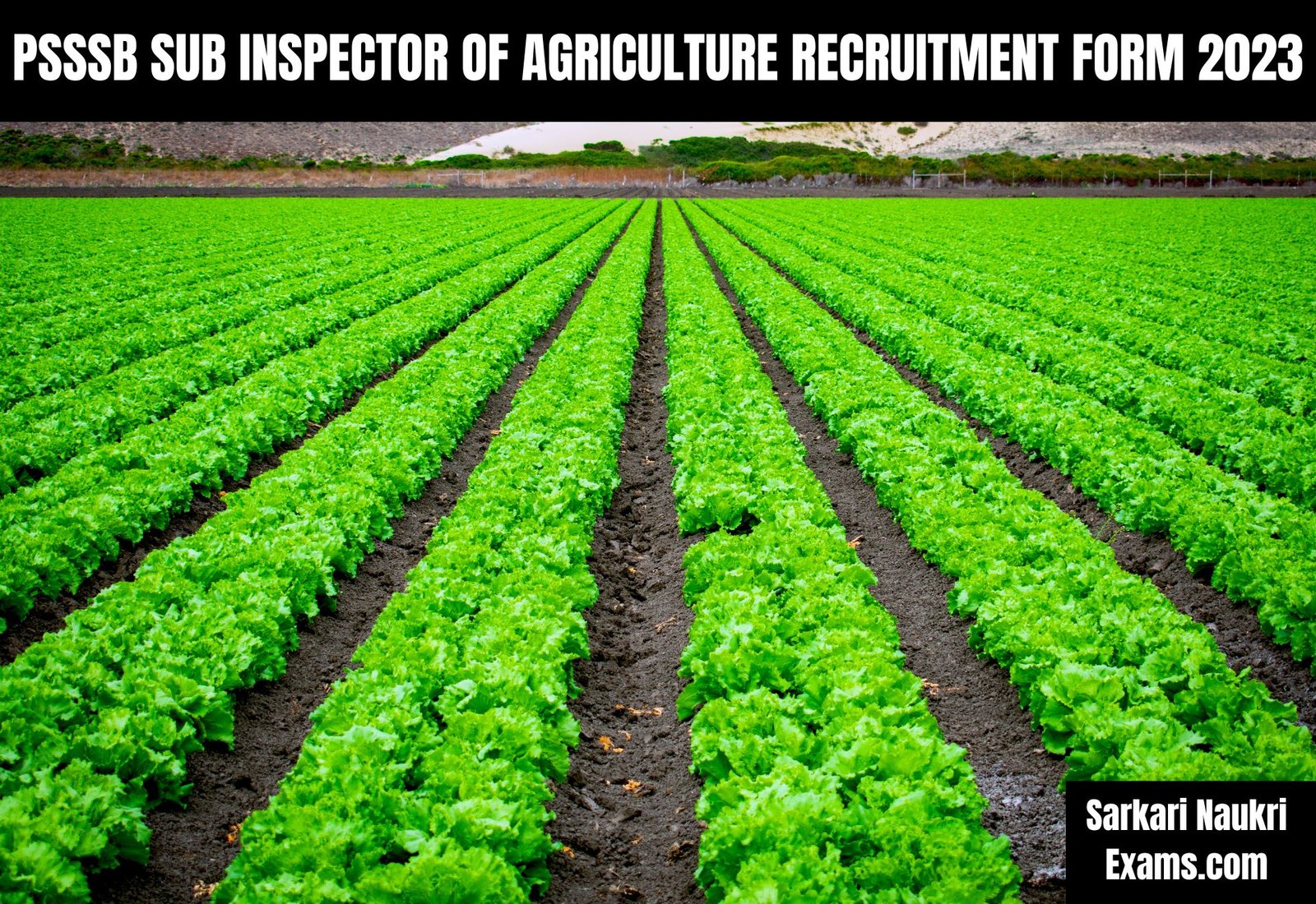 PSSSB Sub Inspector of Agriculture Recruitment Form 2023
