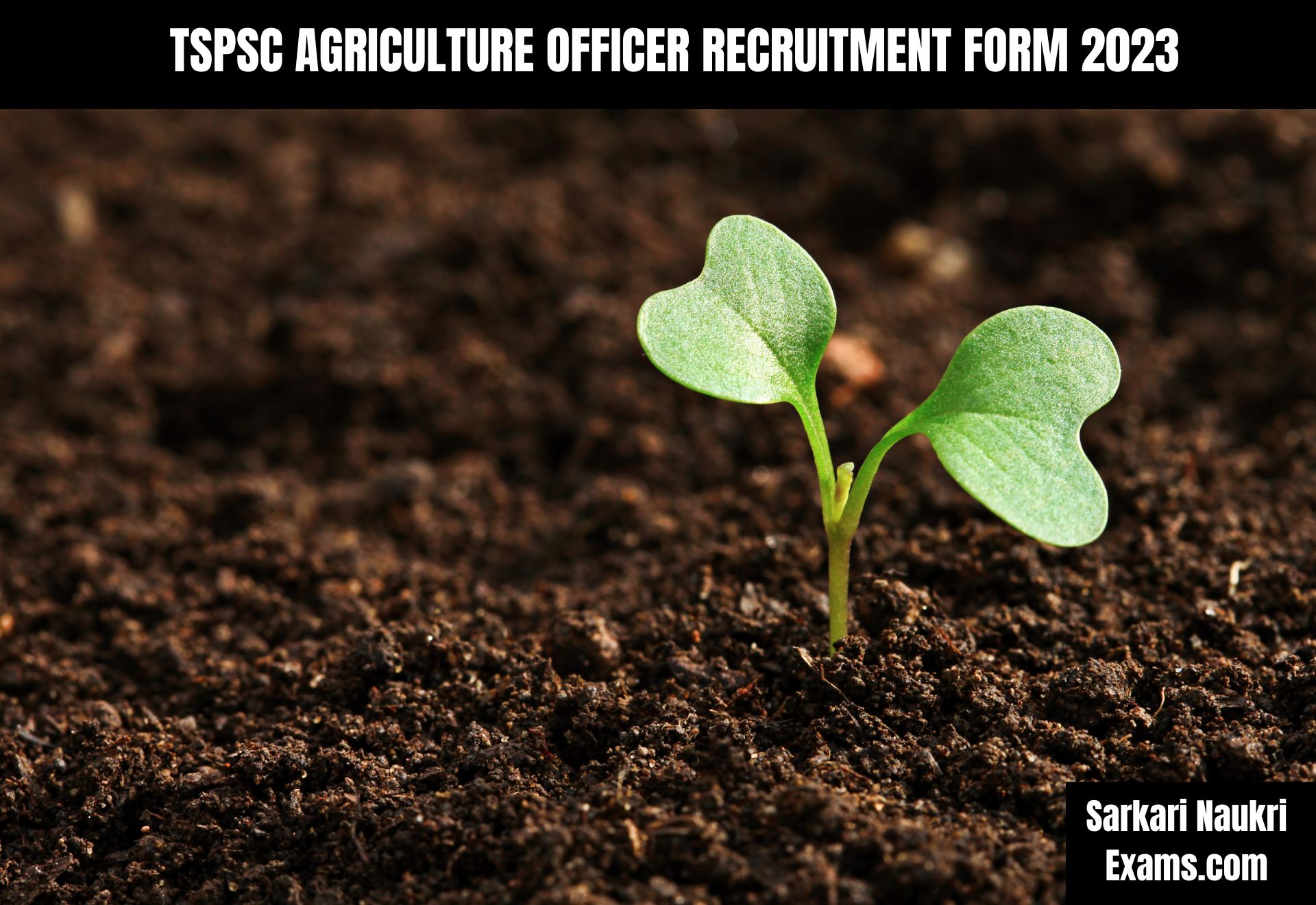 TSPSC Agriculture Officer Recruitment Form 2023 | Salary Up To 127310/-